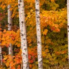 Autumn Colors